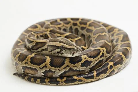 Snake Burmese Python, Python molurus bivittatus, isolated on white background Photos