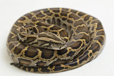 Snake Burmese Python, Python molurus bivittatus, isolated on white background Photos
