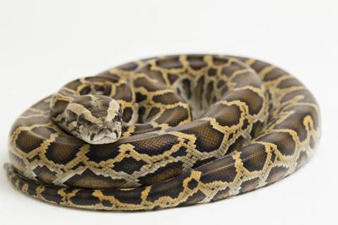 Snake Burmese Python, Python molurus bivittatus, isolated on white background Photos