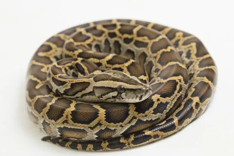 Snake Burmese Python, Python molurus bivittatus, isolated on white background Photos