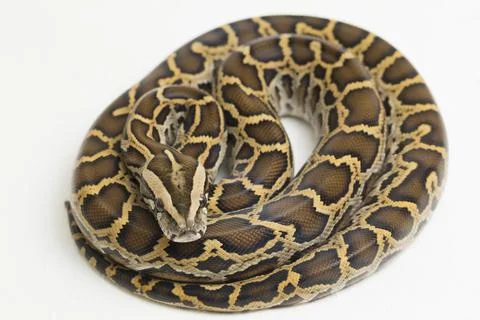 Snake Burmese Python, Python molurus bivittatus, isolated on white background Stock Photos