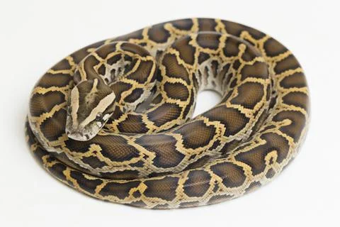 Snake Burmese Python, Python molurus bivittatus, isolated on white background Photos