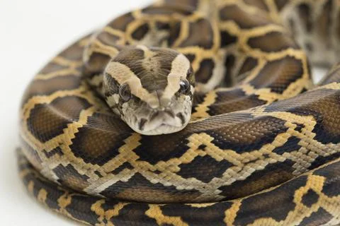 Snake Burmese Python, Python molurus bivittatus, isolated on white background Stock Photos