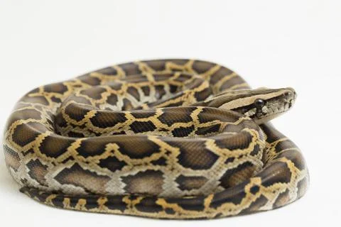 Snake Burmese Python, Python molurus bivittatus, isolated on white background Photos