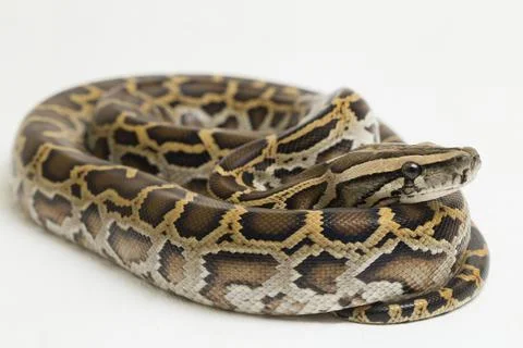 Snake Burmese Python, Python molurus bivittatus, isolated on white background Photos
