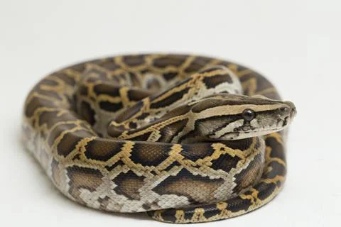Snake Burmese Python, Python molurus bivittatus, isolated on white background Photos