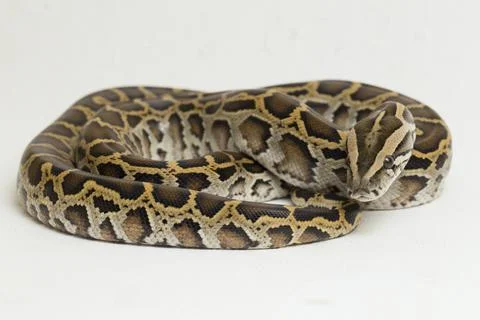 Snake Burmese Python, Python molurus bivittatus, isolated on white background Photos
