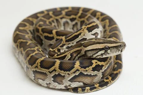 Snake Burmese Python, Python molurus bivittatus, isolated on white background Photos