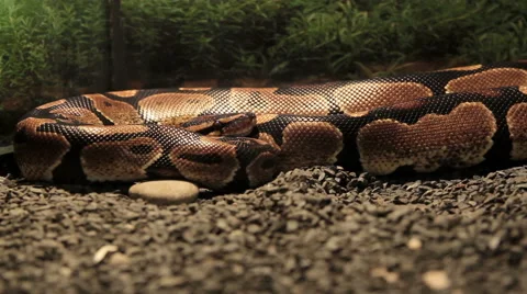 Snake in cage Stock Footage 50367042