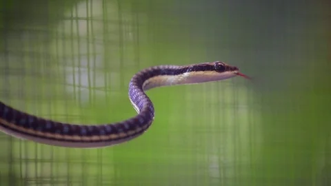 Snake in cage Stock Footage 81007746