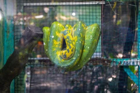 Snake in cage Stock-Fotos