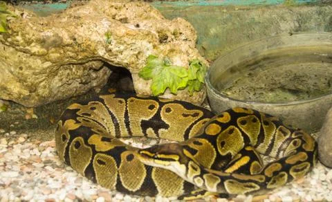 Snake in cage Stock-Fotos