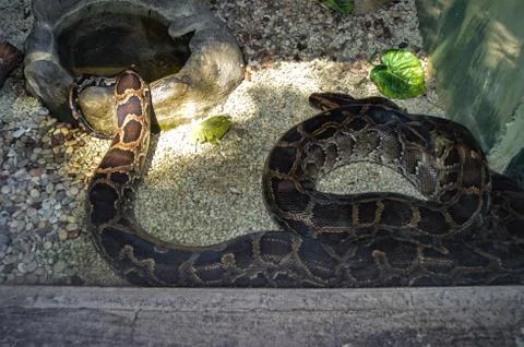 Snake in cage Stock Photos