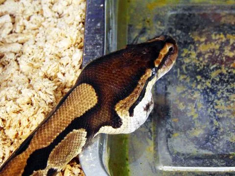 Snake in a cage - reptile 스톡 사진