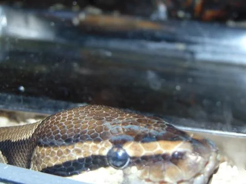 Snake in a cage - reptile 库存照片