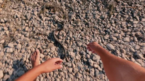 The snake catcher caught a harmless water snake. From the first person. Video stock 316841569