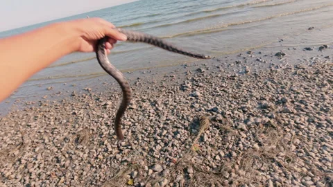 The snake catcher caught a snake with his bare hands and examines it. Stock Footage 316842054
