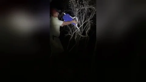 Snake catcher relocates young python found in garden Stockbeeldmateriaal 109278635