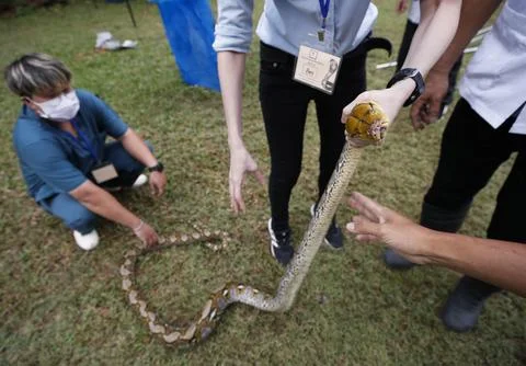 Snake catching training course for public to learn how to deal with snake invasi 스톡 사진