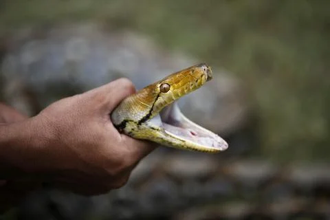 Snake catching training course for public to learn how to deal with snake invasi 스톡 사진