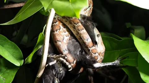 Snake Caught the Bird. Stock Footage 130506820