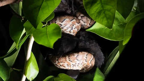 Snake Caught the Bird. Stock Footage 130507655