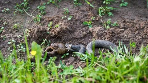 The snake caught a large toad. Snake hunt. Foto stock