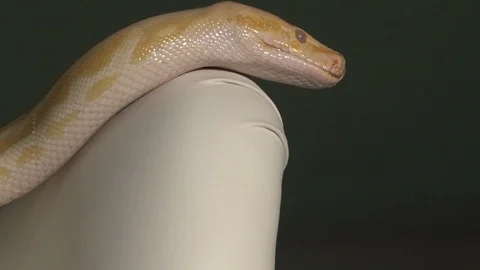 Snake on the chair close up 库存影片 106330165