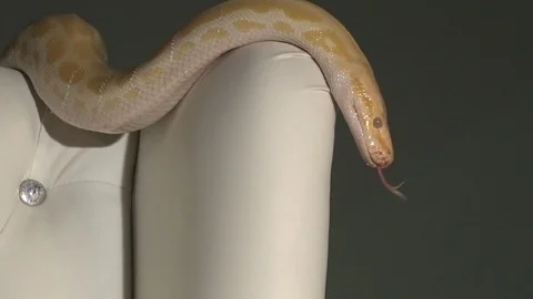 Snake on the chair 库存影片 106330116