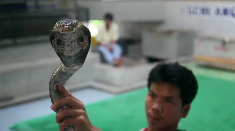 Snake charmer holding a cobra in front of the camera - Sacred cameraman Video stock 61210909