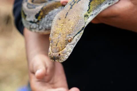 Snake charmer holding a python Stock Photos