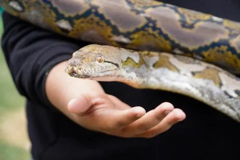 Snake charmer holding a python Stock Photos