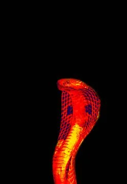 Snake Charmer in scientific high-tech thermal imager Snake Charmer in scie... Stock Photos