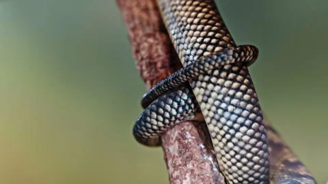 Snake climbing branch, close-up shot showing intricate scale patterns and wild Stock Footage 308524012