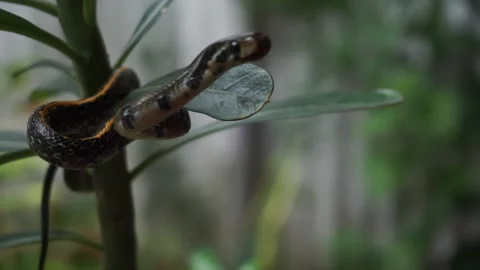 Snake Climbing Up Tree Branch Video stock 168936281