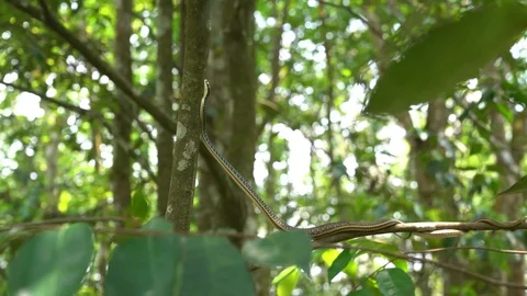 Snake climbing tree Stock Footage 90979152