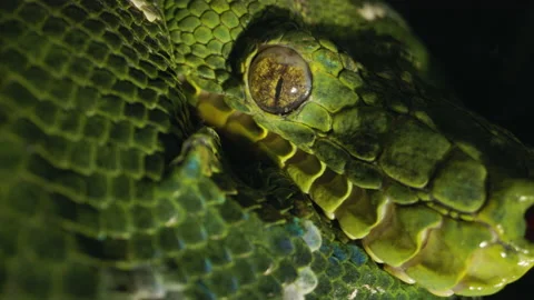 Snake close up eyeball emerald tree boa macro Stock Footage 170516476