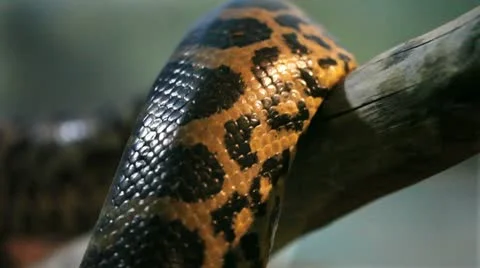 Snake close up Stock-Footage 10880820