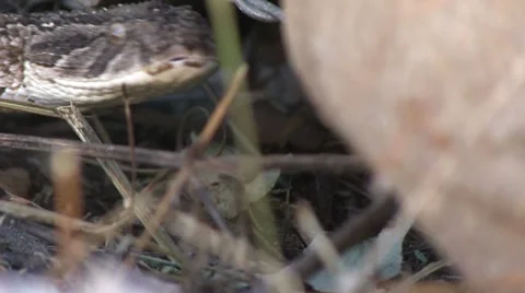 Snake, close up Stock Footage 12148368