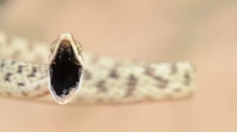 Snake close up Stock Footage 41255345