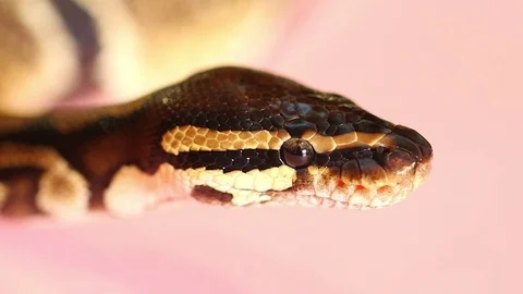 Snake close up Stock Footage 79653190