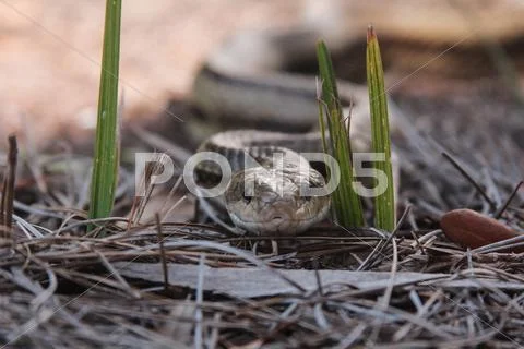 Snake Close Up Stock Photos