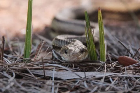 Snake Close Up Stock Photos