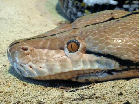 Snake close up Stock Photos