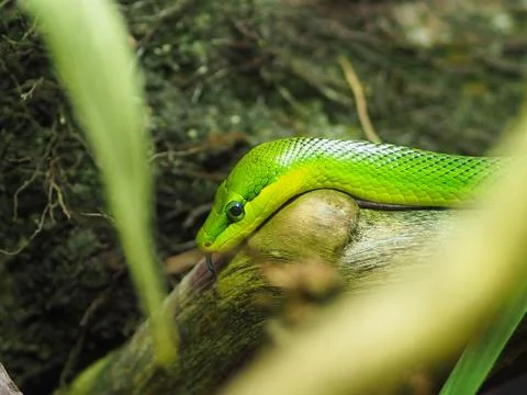 Snake close up. Stock Photos