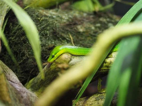 Snake close up. Stock Photos