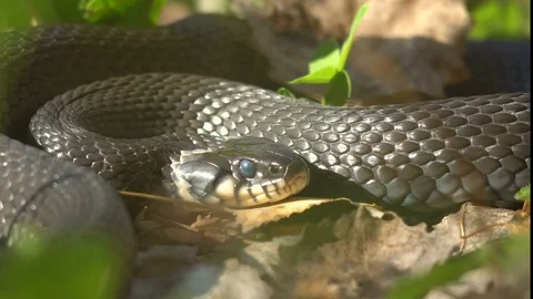 Snake Close-Up Prepares For a Throw And Attacks Video stock 80305533