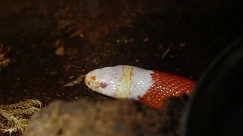 Snake close up. with red white coloring Stock Footage 163926173
