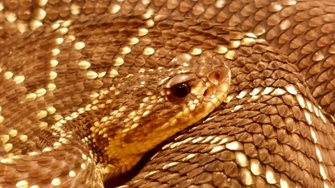 Snake in closed Stock Footage 110800083