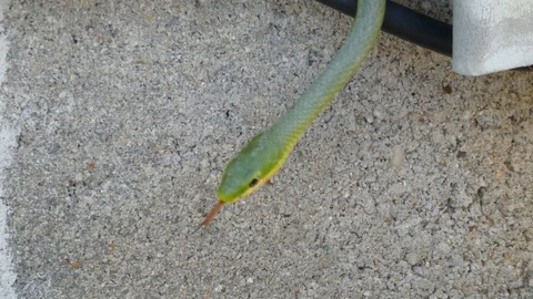 Snake Closeup Stock Footage 107399740